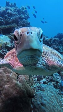 Curious Green Sea Turtle look at you and swim to your camera lens &ndash; Close-Up Encounter with Green Sea Turtle &ndash; Intimate Underwater Shot Facing Camera Lens