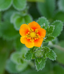 Beautiful close-up of potentilla argyrophylla