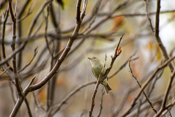 Warbling Vireo