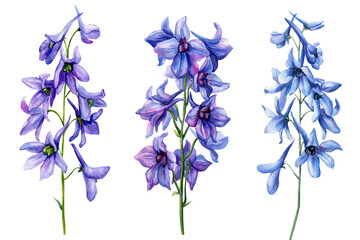 Watercolor Purple Delphinium Flowers Set. Hand Painted Botanical Floral Clipart for Wedding, Garden, Nature Design, greeting card