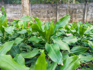 The galangal plant is one of the many spice plants originating from Indonesia.