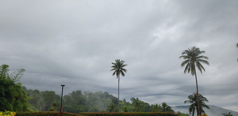 Rows of coconut tree tops against sky in morning. Nature view with coconut trees, mountains, sky, flowers, fog. Coconut trees and mountains. Scenic view to coconut palms, green mountains on countrysid