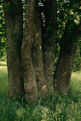 Tree trunks close-up in summer