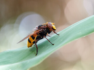The hornet mimic hoverfly. Volucella zonaria