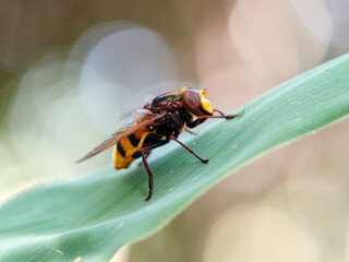 The hornet mimic hoverfly. Volucella zonaria