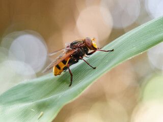 The hornet mimic hoverfly. Volucella zonaria