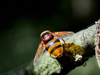 The hornet mimic hoverfly. Volucella zonaria