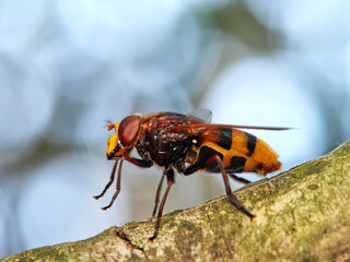 The hornet mimic hoverfly. Volucella zonaria