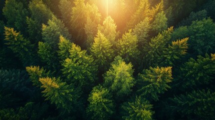 Aerial View of Sunlit Green Forest Canopy