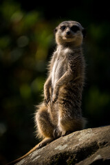 Meerkat on patrol in nature