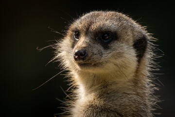 Fototapeta premium portrait Meerkat on patrol in nature