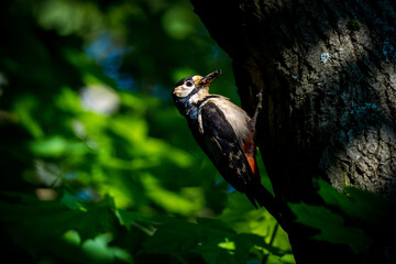 Great Spotted Woodpecker in nature