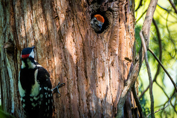 Great Spotted Woodpecker in nature