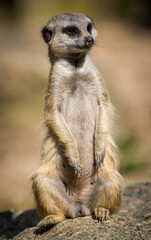 Meerkat on patrol in nature