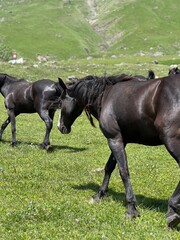 horse and foal
