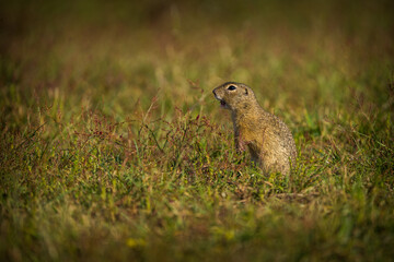 ground squirrel in nature park