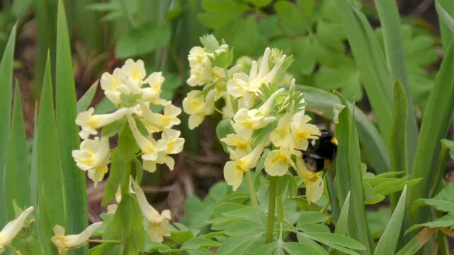 A bumblebee collects nectar from a Corydalis bracteata flower