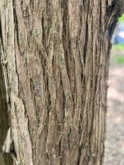 bark of a tree