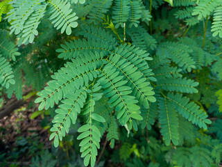Fresh Chinese petai leaves on the tree. Chinese petai contains compounds that provide antibacterial effects, especially for Staphylococcus aureus bacteria.