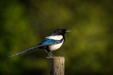 magpie on a pole in nature