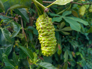 Noni fruit or morinda citrifolia known as mengkudu or pace is still small and not ready to be picked, with green fruit and dense leaves. The noni plant originates from Southeast Asia.