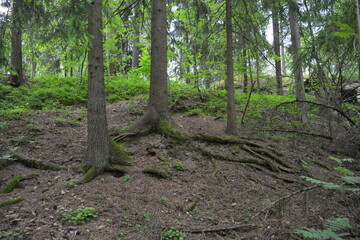 Beautiful bright nature, beautiful dense, impenetrable forest with old logs, branches. Tall spruce, if, pine trees with old green roots that grow above the ground grow in Espo city, Finland.