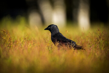 jackdaw black bird in nature