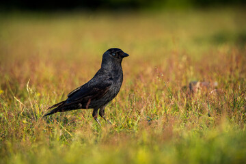 jackdaw black bird in nature