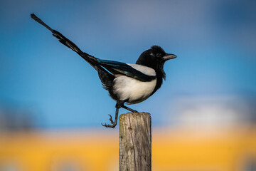 magpie on a pole in nature