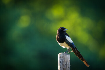 magpie on a pole in nature