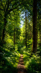 Serene Empty Hiking Trail Through Lush Green Forest