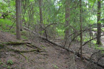 Beautiful bright nature, beautiful dense, impenetrable forest with old logs, branches. Tall spruce, if, pine trees with old green roots that grow above the ground grow in Espo city, Finland.