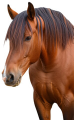Close-up of a brown horse eating hay against a white background, transparent background png
