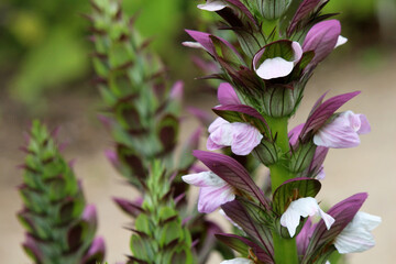 Close up of blossoms of bear's breeches flower (Acanthus mollis) (Schouwen-Duiveland, Netherlands)
