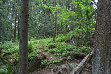 Beautiful bright nature, beautiful dense, impenetrable forest with old logs, branches. Tall spruce, if, pine trees with old green roots that grow above the ground grow in Espo city, Finland.