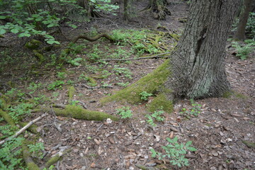 Beautiful bright nature, beautiful dense, impenetrable forest with old logs, branches. Tall spruce, if, pine trees with old green roots that grow above the ground grow in Espo city, Finland.