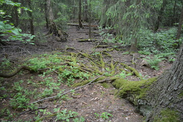 Beautiful bright nature, beautiful dense, impenetrable forest with old logs, branches. Tall spruce, if, pine trees with old green roots that grow above the ground grow in Espo city, Finland.