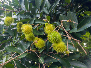 Rambutan fruit or Nephelium lappaceum is green on the tree. Rambutan fruit with soft thorns, green rambutan, sweet fruit in a group of green trees.