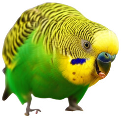 A green and yellow budgie looking at seeds, transparent background png