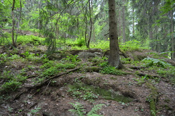 Beautiful bright nature, beautiful dense, impenetrable forest with old logs, branches. Tall spruce, if, pine trees with old green roots that grow above the ground grow in Espo city, Finland.