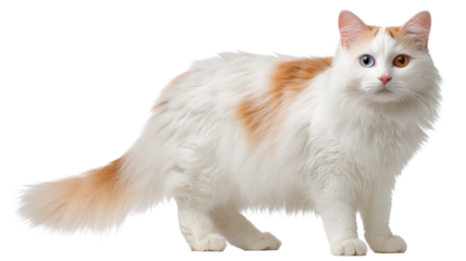 This stunning cat with unique eyes has a beautiful white and orange coat.