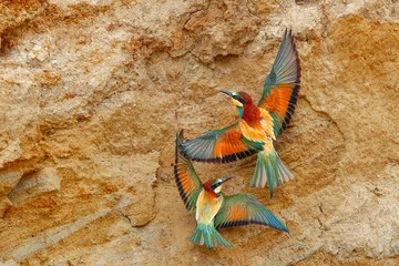 butterfly on a rock