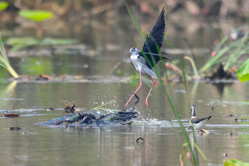 great blue heron ardea cinerea