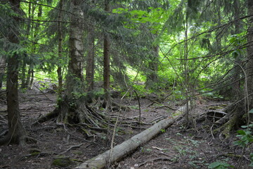 Beautiful bright nature, beautiful dense, impenetrable forest with old logs, branches. Tall spruce, if, pine trees with old green roots that grow above the ground grow in Espo city, Finland.