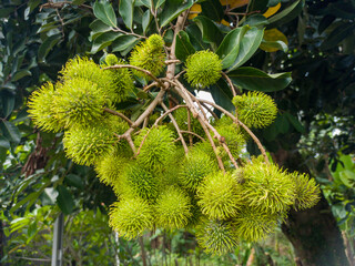 Rambutan fruit or Nephelium lappaceum is green on the tree. Rambutan fruit with soft thorns, green rambutan, sweet fruit in a group of green trees.