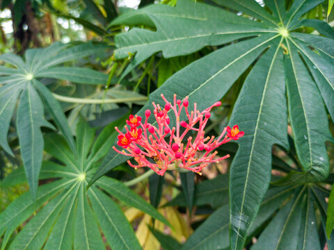 Balinese castor or jatropha podagrica is a type of flowering plant, caudiciform succulent in the spurge family.