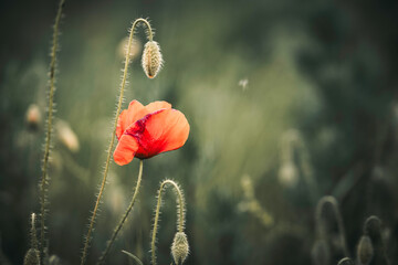 Papaver rhoeas