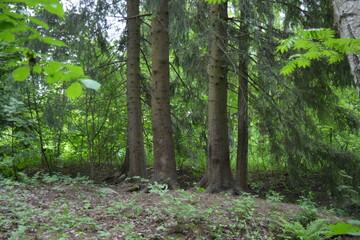 Beautiful bright nature, beautiful dense, impenetrable forest with old logs, branches. Tall spruce,...