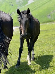 Obraz premium horse in the field