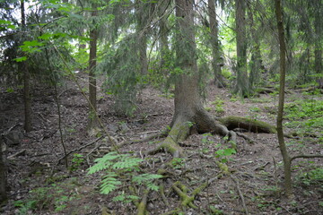 Beautiful bright nature, beautiful dense, impenetrable forest with old logs, branches. Tall spruce, if, pine trees with old green roots that grow above the ground grow in Espo city, Finland.